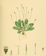 Lagenophora billardieri