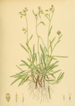 Blumea angustifolia