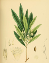 Bassia neriifolia