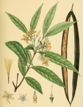 Wrightia flavido-rosea