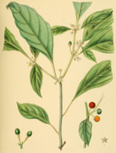 Solanum laeve