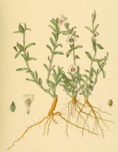 Centranthera procumbens