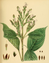 Strobilanthes
