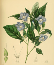 Barleria arnottiana