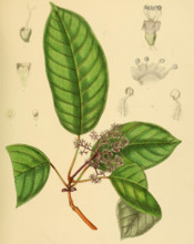 Premna purpurascens