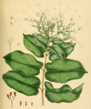 Glossocarya scandens