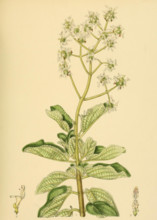 Anisochilus paniculatus