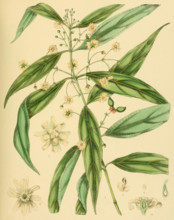 Hortonia augustifolia