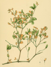 Notothixos floccosus