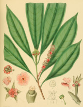 Trigonostemon diplopetalus