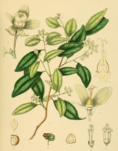 Dimorphocalyx glabellus