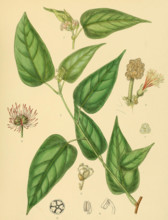 Adenochlaena zeylanica