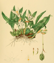 Coelogyne odoratissma