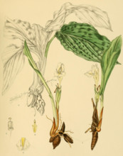 Curcuma oligantha