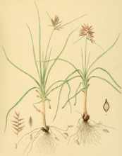 Cyperus bulbosus