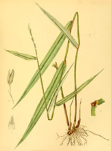 Oryza granulata