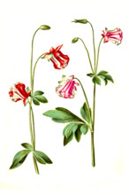 Common Columbine or Common Aquilegia
