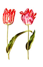 Garden tulip