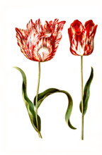 Garden tulip