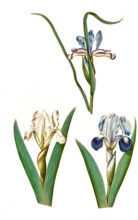 Grass Iris