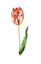 Garden tulip