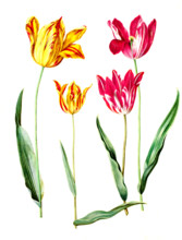 Garden tulip