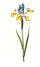 Spanish iris or Spanish iris