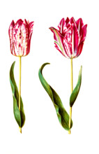 Garden tulip