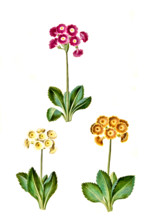 Bastard Auricula Primula vó pubescens