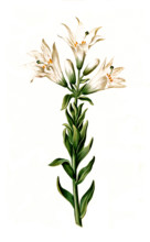 Madonna Lily