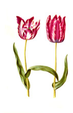 Garden tulip