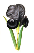 Iris susiana
