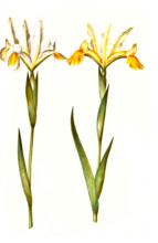 Spanish iris or Spanish iris
