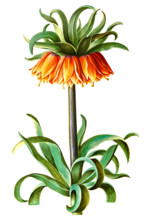 Crown Imperial Fritillaria imperialis