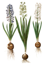 Garden Hyacinth Hyacinthus orientalis