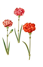 Dianthus caryophyllus