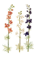 Garden Larkspur Consolida ajacis