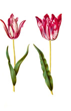 Garden tulip