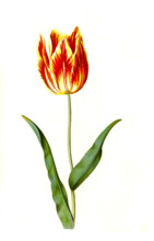 Garden tulip