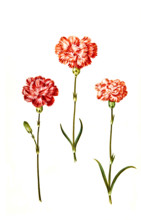 Dianthus caryophyllus