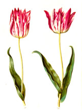 Garden tulip