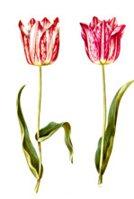 Garden tulip