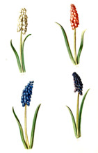 Small grape hyacinth