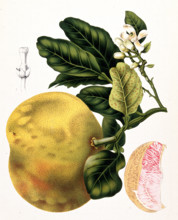 Pomelo
