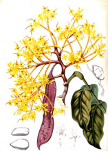 Saraca declinata