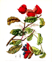 Sterculia monosperma nobilis