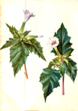 Common thornapple