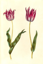 Garden tulip