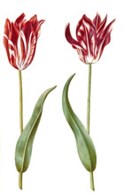 Garden tulip