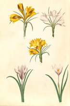Gold brocade crocus